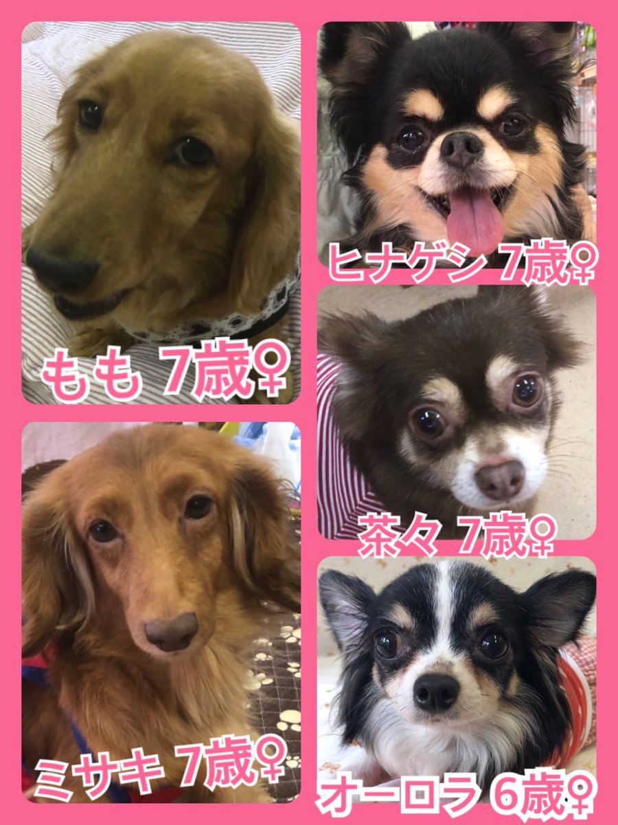 🐾今日の里親様募集中ワンコ🐶メンバーです🐾2019,7,9